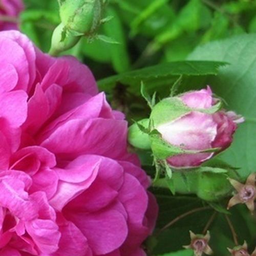Rózsaszín - Rózsa - Marbled Gallica - Online rózsa rendelés